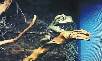  ?? PHOTOS PROVIDED TO CHINA DAILY ?? A Pacman frog sits on a branch in a tank in Li Shu’s farm in Chongqing.