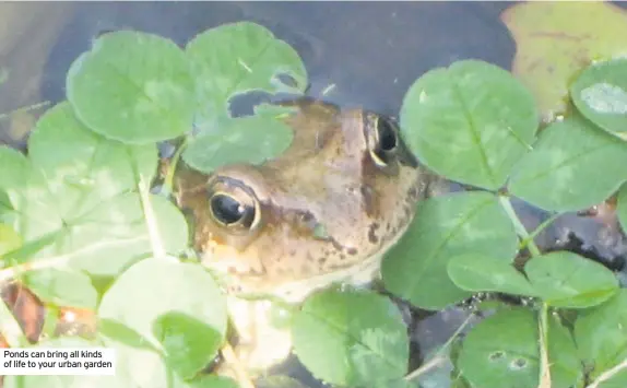  ??  ?? Ponds can bring all kinds of life to your urban garden