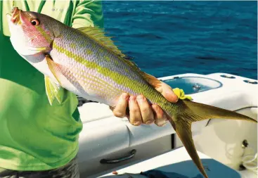  ?? ?? Drift free-lined baits at the same rate as your chum to fool more yellowtail snapper.