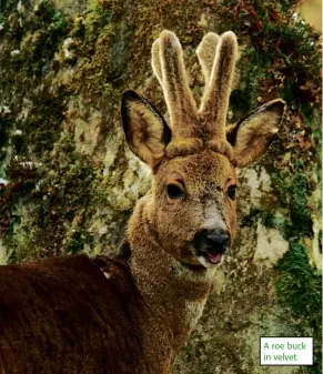  ??  ?? A roe buck in velvet.