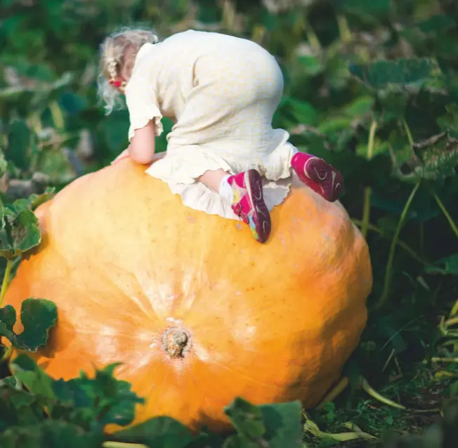  ??  ?? Not a patch on this one: this giant pumpkin’s almost big enough to be turned into a coach by a fairy godmother