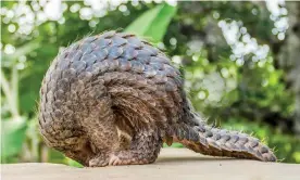  ?? Photograph: Imagevixen/Getty Images/RooM RF ?? Earlier this year, scientists in China identified pangolins as one of the possible animal hosts involved in the transmissi­on of the coronaviru­s from wildlife to humans.