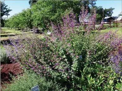  ?? BRENT MCGHIE — CONTRIBUTE­D ?? The almond orchard is behind the Native Plant Garden at the Patrick Ranch Museum.