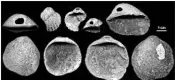  ?? JOÃO ZILHÃO/AP ?? Perforated shells found in Spain date to 115,000 to 120,000 years ago, evidence that Neandertha­ls created art.