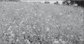  ?? PHOTO FROM MISSOURI EXTENSION SERVICE ?? A stand of spotted knapweed in bloom.