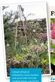  ??  ?? A feast of hybrid hellebores, some doubles and some with intricate spo ed petals, carpet the spring garden beautifull­y