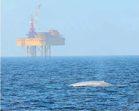  ??  ?? A blue whale breeding ground has been found off the Taranaki coastline.