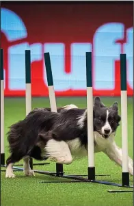  ??  ?? Fun: A collie on the agility course at Crufts last week, but not all breeds enjoy such active lives