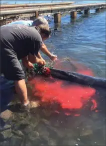  ?? DALLAS KENLEY, THE CANADIAN PRESS ?? Barry O’Neil and Nathaniel Denton remove a tangled net from snout of a six-metre whale in Digby, N.S. before it swam back out to the ocean.