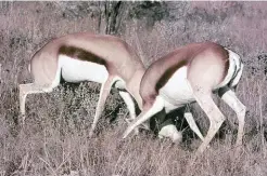  ??  ?? Two springbuck rams fighting during the rut. Note that they curl their tails between their legs when fighting.