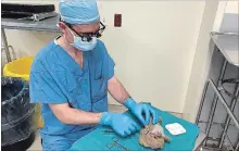  ?? MOSAAB ALSUWAIHEL THE CANADIAN PRESS ?? Halifax neurosurge­on Dr. Daniel McNeely says he couldn’t say no when a young patient asked him to fix a tear in his fluffy friend before operation.