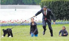  ?? FOTO: RON EDMONDS/DPA ?? Im Schlepptau: Der portugiesi­sche Wasserhund Bo zieht sein Herrchen Barack Obama über den Rasen vor dem Weißen Haus.