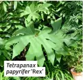  ?? ?? Tetrapanax papyrifer ‘Rex’