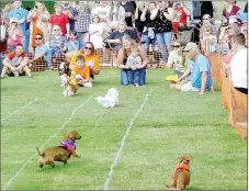  ?? Lynn Atkins/The Weekly Vista ?? Dachshunds race toward the finish line as their owners urge them on during Saturday's Weiner Takes All fundraiser for the animal shelter.