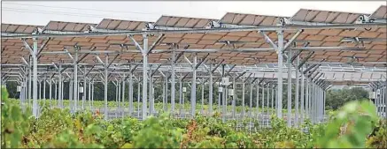  ??  ?? Au domaine de Nidolères, près de Perpignan, des panneaux solaires sont installés au-dessus des vignes.