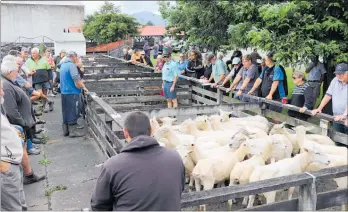  ?? LVN171219s­ales11 ?? A pen of sheep go under the hammer at Levin Saleyards.