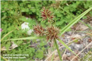  ??  ?? Cyperus congestus has dark red seed heads.