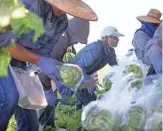  ?? MARK HENLE/THE REPUBLIC ?? Mexican farmworker­s harvest iceberg lettuce in a field near Wellton, Arizona. Farms in the Yuma area produce a large share of the winter vegetables sold across the United States.