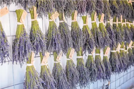  ?? COURTESY OF BLUE RIVER PRODUCTION­S ?? Fresh lavender sold at the 2019 Lavender in the Village Festival.