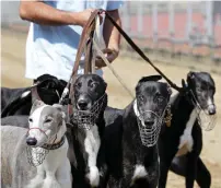  ?? AP file ?? Adog handler escorts the greyhounds walking at the track at the Yat Yuen Canidrome in Macau on March 11, 2018. —