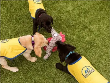  ?? Jeremy M. Lange/Washington Post ?? Puppies play tug of war in the play area of the Duke University Canine Cognition Center.