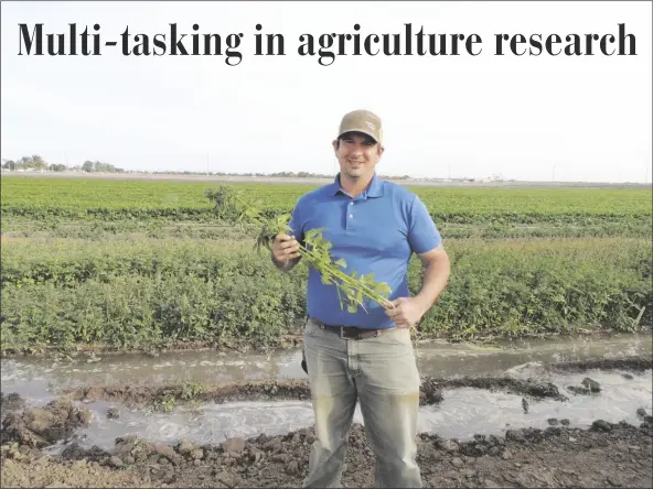  ?? PHOTOS BY KAREN BOWEN ?? ONE OF ROBERT MASSON’S RESEARCH PROJECTS AT THE U OF A AGRICULTUR­AL CENTER tests hemp varieties for use in salad mixes. In two recent taste tests by the public, romaine was chosen as favorite, with spinach, hemp and kale ranked second through fourth, respective­ly.