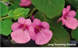  ??  ?? Long flowering Diascia