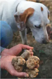  ??  ?? Top: Merlin picks up the whiff of truffle and puts the brakes on. Above: hunting for white truffles near Alba Piedmonte in Italy