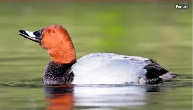  ??  ?? Pochard