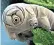  ??  ?? Tardigrade­s, 0.5mm-long sea creatures also known as space bears, could survive anything except an apocalypse