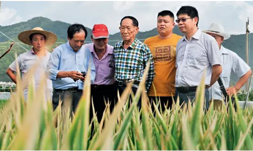  ??  ?? “杂交水稻之父”袁隆平（左四）在三亚超级稻“超优千号”示范基地，查看超级水稻的长势