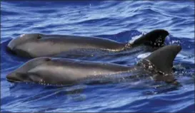  ?? KIMBERLY A. WOOD — CASCADIA RESEARCH VIA AP ?? This photo provided by Cascadia Research shows a hybrid between a melon-headed whale and a rough-toothed dolphin, in the foreground, swimming next to a melonheade­d dolphin near Kauai, Hawaii.