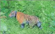  ?? HT PHOTO ?? Within a span of seven years, the tiger population in Panna has increased from zero to over 35.