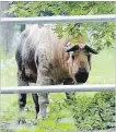  ?? LANCE ANDERSON PETERBOROU­GH THIS WEEK ?? Quentin Takintino is seen after arriving at the Riverview Park and Zoo on Water St. in 2014.