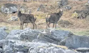  ?? Sean Wood ?? ●● Red deer on the Isle of Jura in the Inner Hebrides