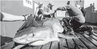  ?? ROBERT SNOW/OCEAERCH, VIA CP ?? Hilton, a 600-kilogram great white shark, is examined on a research ship.