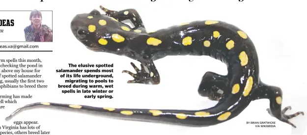  ?? BY BRIAN GRATWICKE VIA WIKIMEDIA ?? The elusive spotted salamander spends most of its life undergroun­d, migrating to pools to breed during warm, wet spells in late winter or early spring.