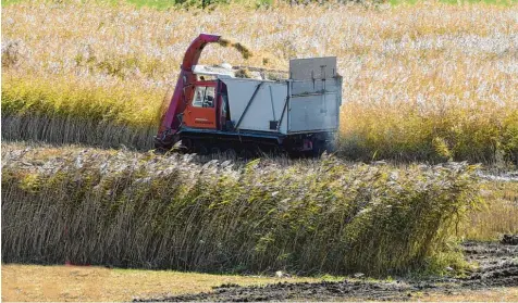  ?? Foto: Marcus Merk ?? Bei Zusmarshau­sen wurde das Schilf geschnitte­n. Der Kettenantr­ieb der Mähraupe ist besonders schonend für den Untergrund. Die Landschaft­spflege will so mehr Platz für Pflanzen und Tiere schaffen.