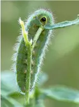  ??  ?? By the fourth instar, or growth stage, the larva will become very green in colour, with 10 body segments, and measuring approximat­ely 13mm in length.