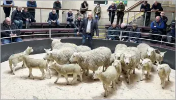  ?? ?? Ewes with lambs at foot are selling at increased rates as flockmaste­rs look to replenish numbers