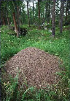  ??  ?? A Wood Ant nest; Co Tipperary is the species’ stronghold.