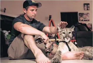  ?? AILEEN PERILLA/CORRESPOND­ENT ?? Nala, a 40-pound Florida panther, rests near trainer Andrew Biddle inside his home. Nala, who is less than 6 months old, sleeps at Biddle’s house until she is old enough to stay in her enclosure at Wild Florida.