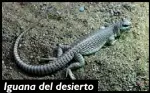  ??  ?? Iguana del desierto