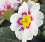  ??  ?? White and pink polyanthus break up the green
