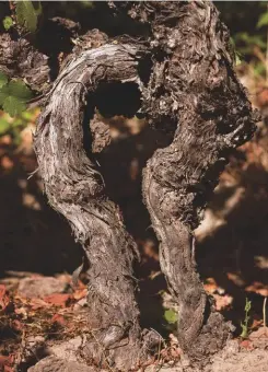  ??  ?? Right: a 100-year old País vine in vineyard of Gillmore, Maule, Chile