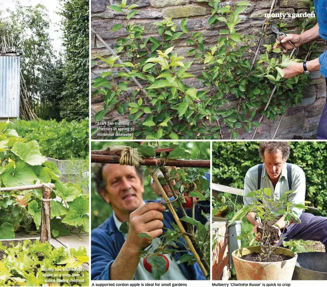  ??  ?? Monty has trained this apple as a step-over, a space-saving method Start fan-training cherries in spring to minimise diseases A supported cordon apple is ideal for small gardens Mulberry ‘Charlotte Russe’ is quick to crop