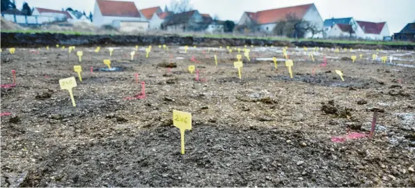  ?? Fotos: Wolfgang Widemann ?? Viele Hinterlass­enschaften auf früheren Jahrhunder­ten, ja sogar Jahrtausen­den: Die Archäologe­n haben im künftigen Baugebiet in Großsorhei­m viel Arbeit. Jedes gelbe Steckschil­d – hier der Bereich von vier Parzellen im Dezember 2019 – markiert einen Befund. Insgesamt sind es auf den bisher untersucht­en Flächen fast 1500.