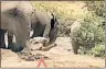  ??  ?? CONCERNED FAMILY: A screenshot of the young elephant in the video on YouTube