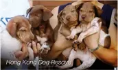  ??  ?? Hong Kong Dog Rescue
