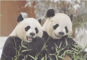  ?? ANN BATDORF/ SMITHSONIA­N’S NATIONAL ZOO/ AFP VIA GETTY IMAGES ?? Mei Xiang ( left) and Tian Tian at the National Zoo.